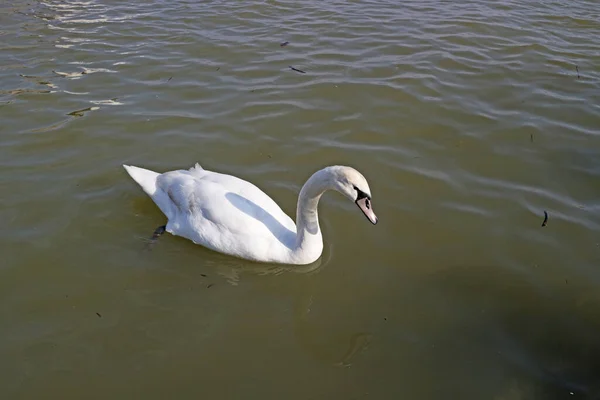 Hermoso Cisne Nadando Aguas Oscuras —  Fotos de Stock