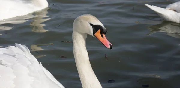 Hermosos Cisnes Nadando Aguas Oscuras —  Fotos de Stock