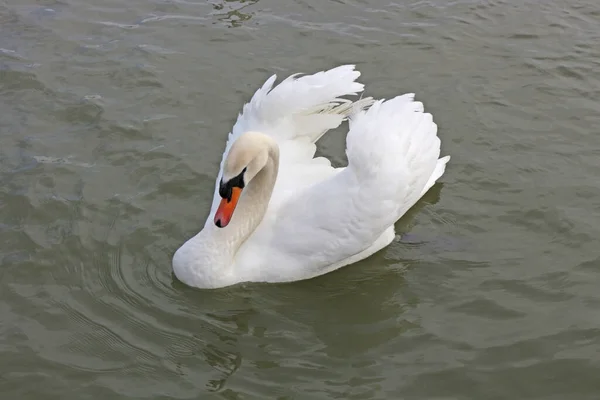 Hermoso Cisne Nadando Aguas Oscuras —  Fotos de Stock