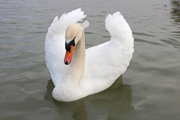 Hermoso Cisne Nadando Aguas Oscuras —  Fotos de Stock
