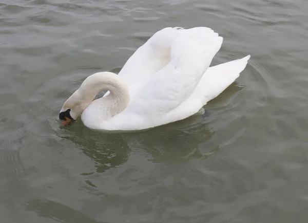 Hermoso Cisne Nadando Aguas Oscuras —  Fotos de Stock