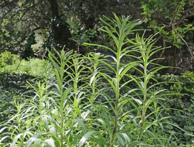 Terk edilmiş, aşırı gelişmiş yeşil bahçe. 