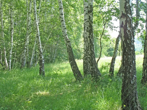 Pastagem Verde Floresta Vidoeiro — Fotografia de Stock