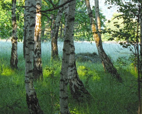 Zöld Legelő Nyírfa Erdő — Stock Fotó