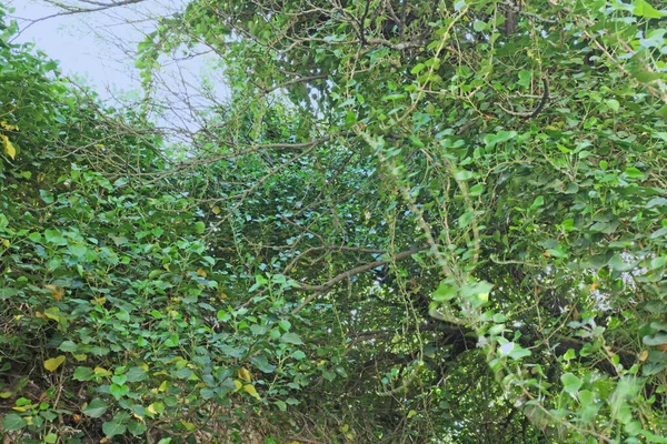 Bewachsener Grüner Garten Mit Efeu — Stockfoto