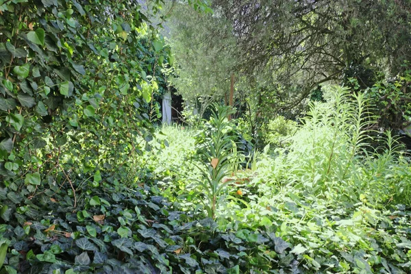 Verlassener Grüner Garten Mit Efeu — Stockfoto