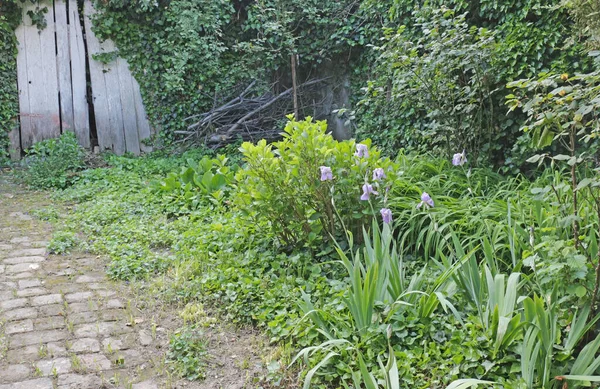 Jardín Verde Abandonado Cubierto Hiedra — Foto de Stock