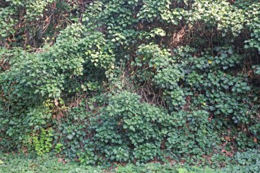 Sarmaşıklı yeşil bahçe.