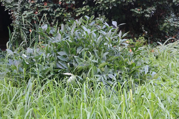 Bewachsener Grüner Garten Mit Efeu — Stockfoto