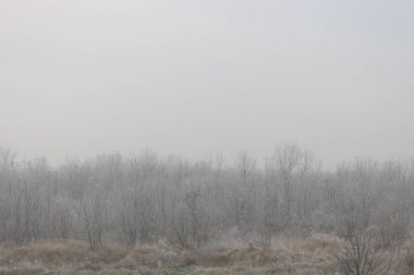 Sabah ışığı, çıplak ağaçlı manzara. Güz grisi buğulu sis.
