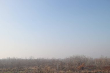 Sabah ışığı, çıplak ağaçlı manzara. Güz grisi buğulu sis.