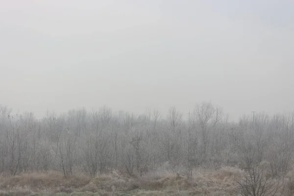 Luz Mañana Paisaje Con Árboles Desnudos Niebla Gris Otoño Con —  Fotos de Stock