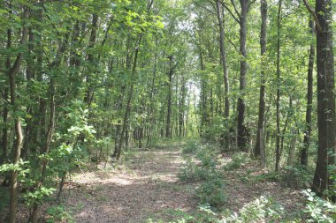 Güneşli yollu yeşil meşe ormanı.