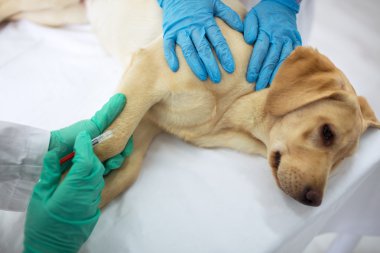 Veteriner cerrahı aşıyı köpeğe veriyor. 