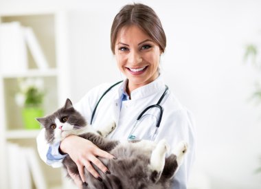 Gülümseyen veteriner Farsça kedi ile portresi