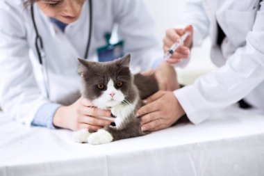 bir kedi için enjeksiyon vererek veteriner