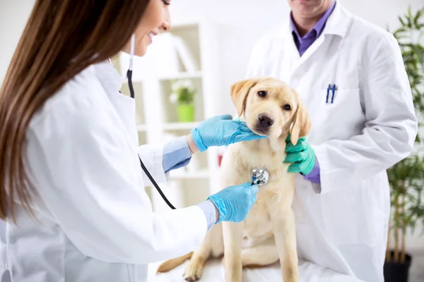 Glimlachend diergeneeskundig onderzoek hond — Stockfoto