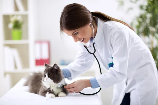 Veterinário examinando um gatinho — Fotografia de Stock
