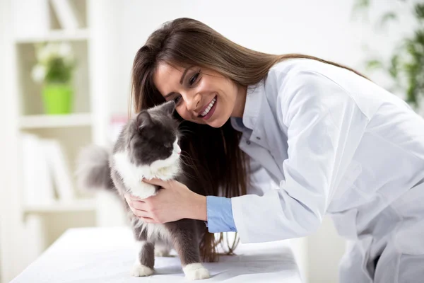 Gato persa com médico veterinário — Fotografia de Stock