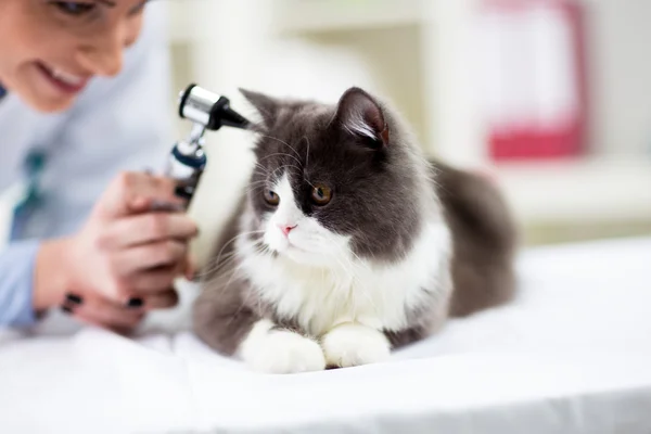 Lékař zkoumá ucho kotě s upevnĕní — Stock fotografie