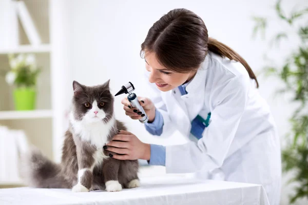 Exame no gabinete de um veterinário — Fotografia de Stock