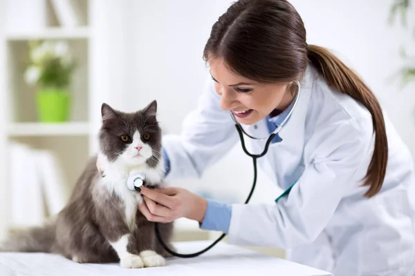 Gato persa com médico veterinário — Fotografia de Stock