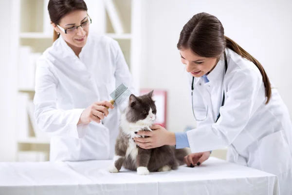 Veterinário com gato — Fotografia de Stock