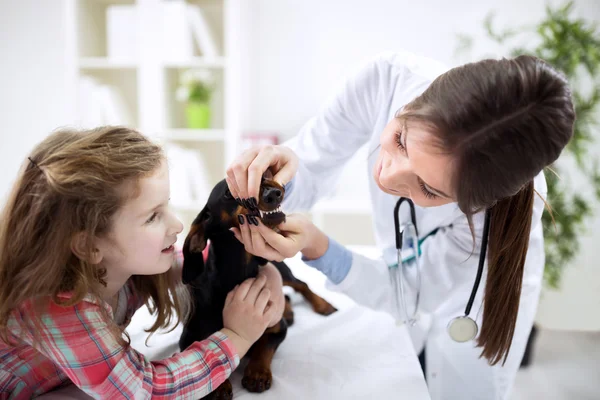Veterinário examinando dentes de um cão enquanto faz check-up — Fotografia de Stock