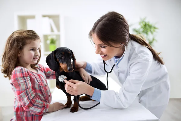 Menina em um veterinário examinando seu cão — Fotografia de Stock