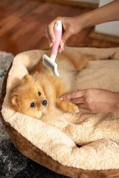 Досить Милий Собака Отримує Косметичне Лікування Щіткою Дорослих Концепція Собаки — стокове фото