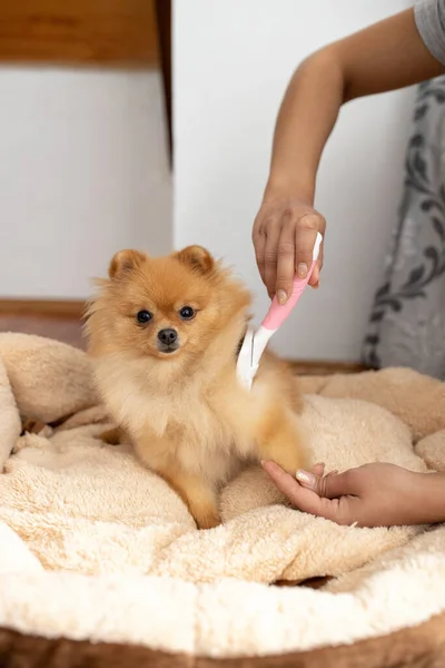 Hay Tal Amor Como Entre Perro Dueño Conexión Canina Humana —  Fotos de Stock