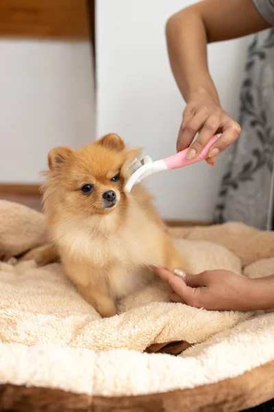 Anjing Cantik Yang Lucu Mendapatkan Perawatan Kecantikan Dengan Kuas Perawatan — Stok Foto