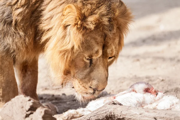 Mužské krásný velký Lev v kořist — Stock fotografie