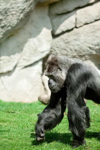 Gorilla — Fotografie, imagine de stoc