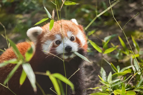 小小的可爱的红色熊猫吃竹子 — 图库照片
