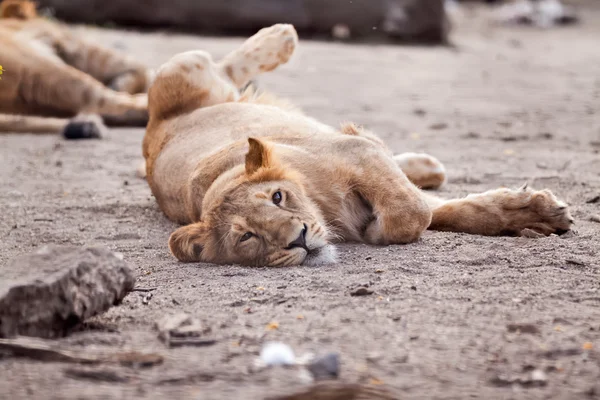 León hembra descansando sobre el sol —  Fotos de Stock