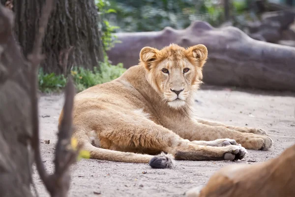 Jeune lion mâle — Photo