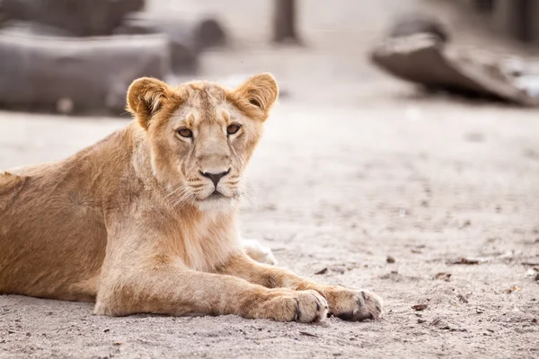 Leão fêmea deitado — Fotografia de Stock