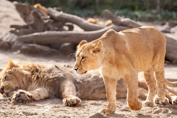 Leão fêmea andando e defender o rebanho — Fotografia de Stock
