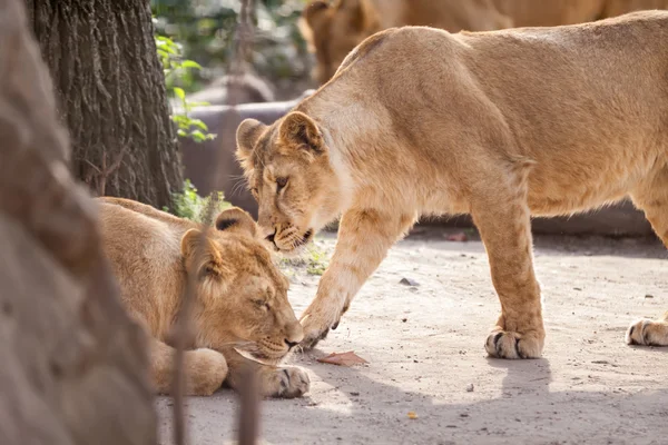 Amor entre dos leones hembra —  Fotos de Stock