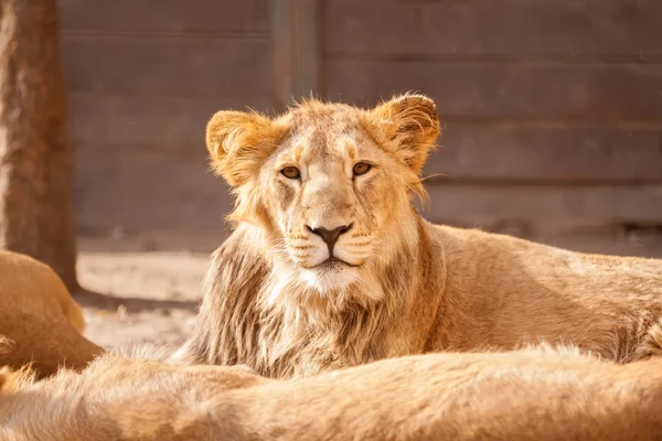 Joven león macho descansando sobre el sol — Foto de Stock