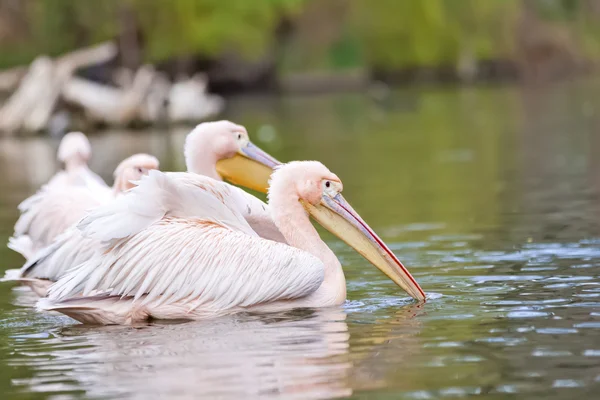 Entzückende Gruppe von rosa Pelikanen — Stockfoto