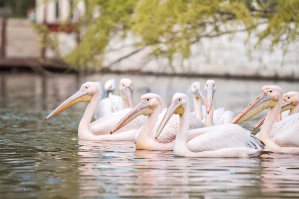 Gruppe von Pelikanen schwimmt zusammen — Stockfoto