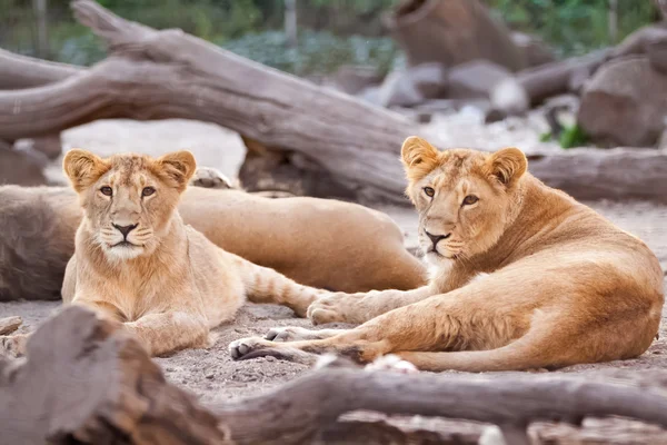 Manada de leões fêmeas descansando após a refeição — Fotografia de Stock