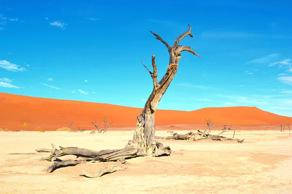 Árvores Mortas Frigideira Seca Deadvlei Namib Naukluft Park Namíbia África — Fotografia de Stock