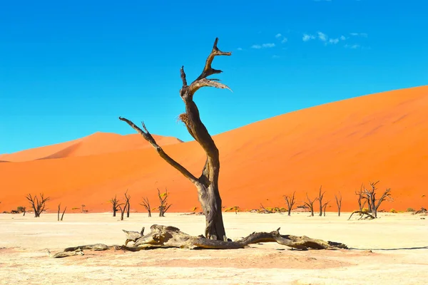 Árboles Muertos Sartén Sal Deadvlei Seca Namib Naukluft Park Namibia —  Fotos de Stock