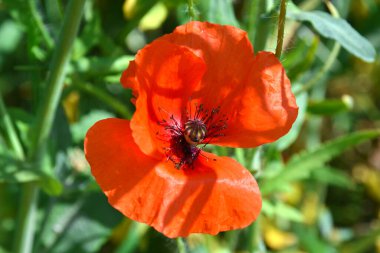 Papaver rhoeas, yaygın haşhaş, parlak kırmızı çiçek, taç yaprakları, çiçek açan bitki