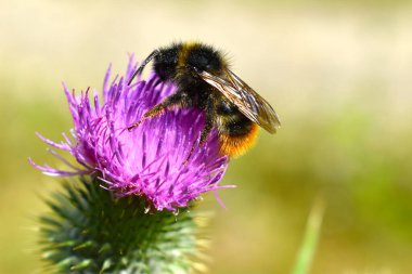 Yaban arısı, yeşil bir tarlada Carduus akantoidlerinden deve dikeni poleni emiyor. Mor bir çiçeğin yakından görüntüsü.