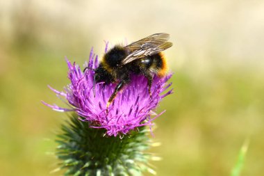 Yaban arısı, yeşil bir tarlada Carduus akantoidlerinden deve dikeni poleni emiyor. Mor bir çiçeğin yakından görüntüsü.