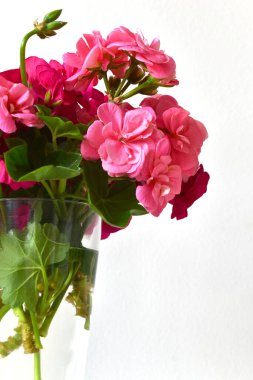 Beyaz arka planda cam vazoda sardunya çiçekleri, romantik manzara, detaylı kompozisyon